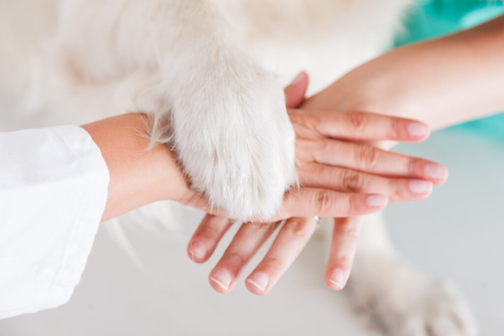 Close up of handshake between dog and veterinarian hand.